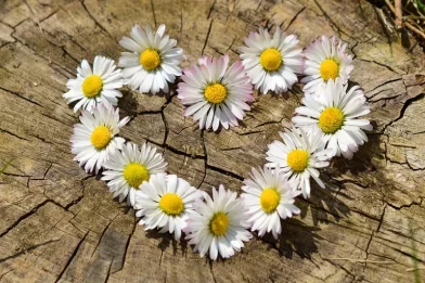 Pixabay congerdesign-daisies-712892_1280